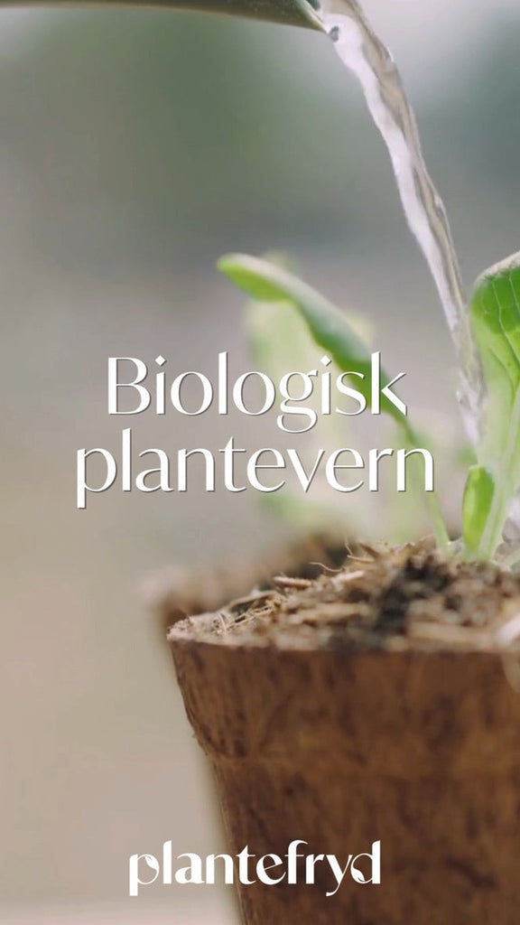 Sunne planter – uten sprøytemidler
